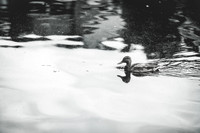 C (2 of 210)